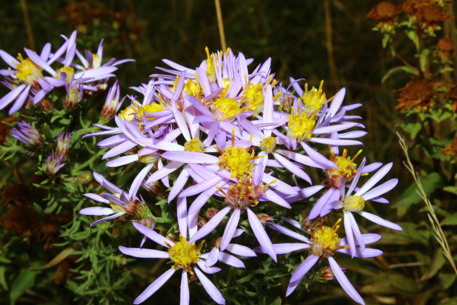 Galatella sedifolia / Astro scabro
